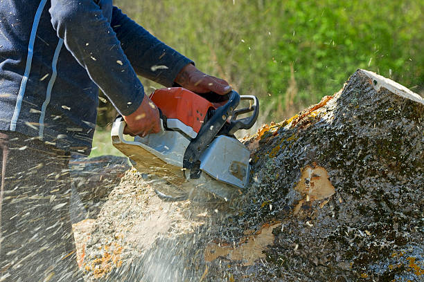 Professional Tree Care  in Canyon Day, AZ